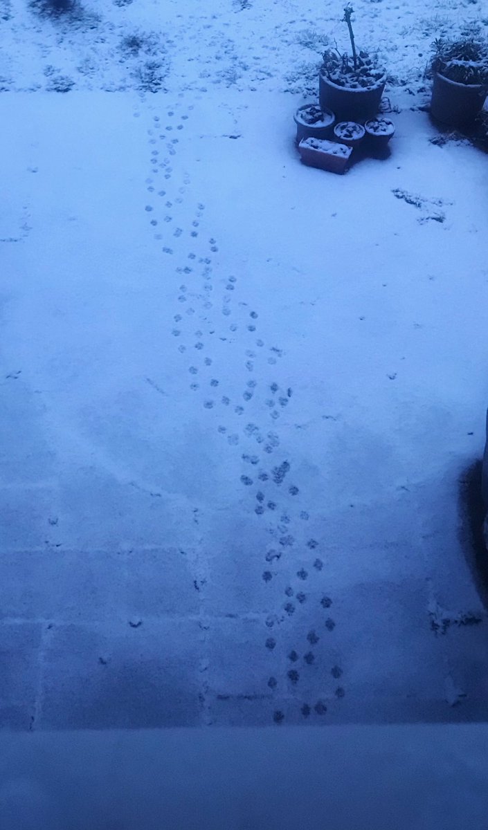 lisastallingsc1's tweet photo. Look at these cute pooch paw prints. #artpatterns #lovenature #dayinsnow https://t.co/DL8IgAFl4A
