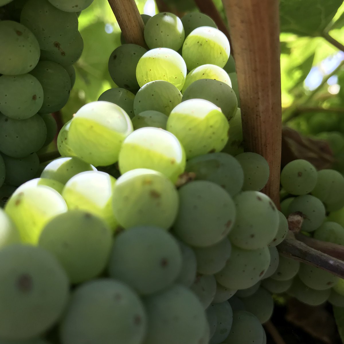 Our beautiful Riesling on its way to becoming something wonderful  #riesling  #clarevalley  #beautiful #clarevalleysa #whitewine #winelover  #visitknappsteincellardoor Knappstein.com.au