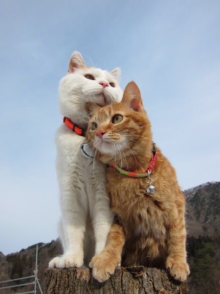DrNikolova_Rumi's tweet photo. May your day be a great and safe to everyone ❄️🌲❄️💞

      #weekendvibes #caturday 🐈
      #natureloves #alwaysthanks https://t.co/xEVE6ZIGQI