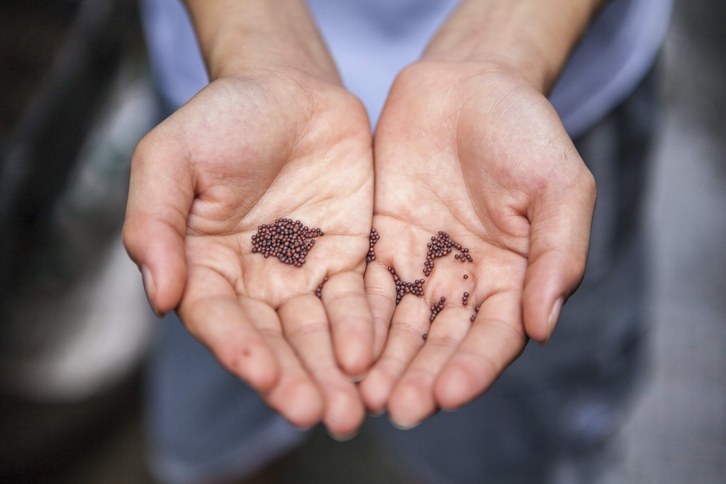 Another reason to save seeds is an investment in the future food supply.

Read the full article: How to Save the World by Saving Seeds
▸ lttr.ai/bwDr

#SeedSaving #EnvironmentalActivism #IncreaseBiodiversity #FoodSupply