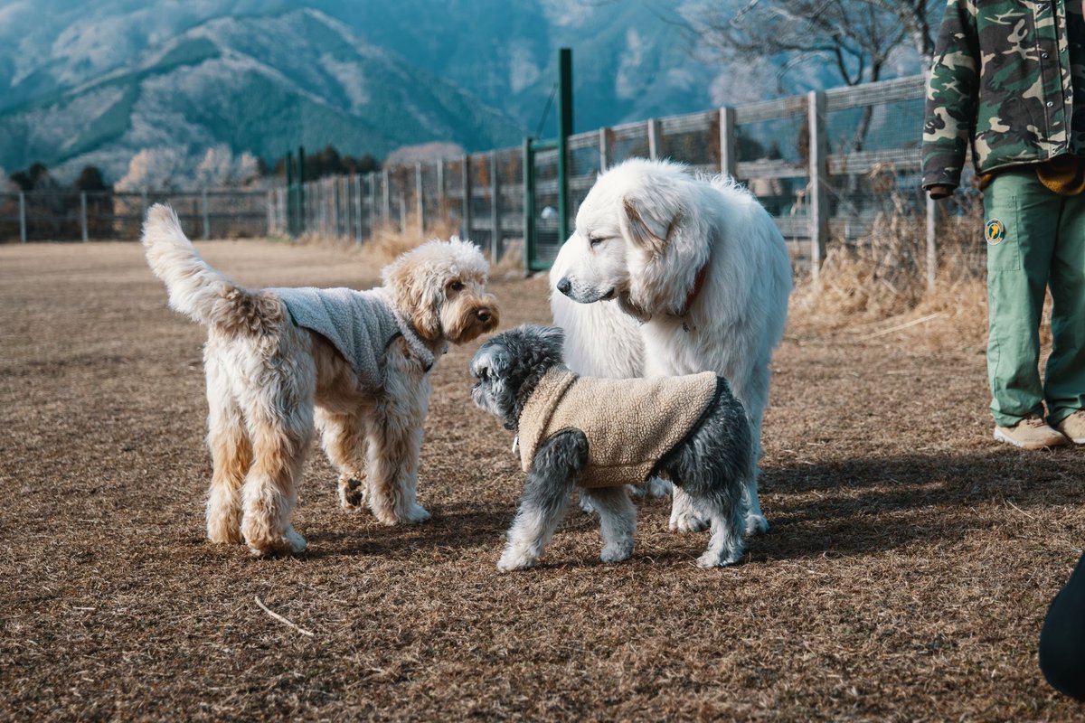 Jes And Blues 白いでかい犬 まだ8ヶ月の赤ちゃんという衝撃 Jes And Blues 白いでかい犬 まだ8ヶ月の赤ちゃんという衝撃