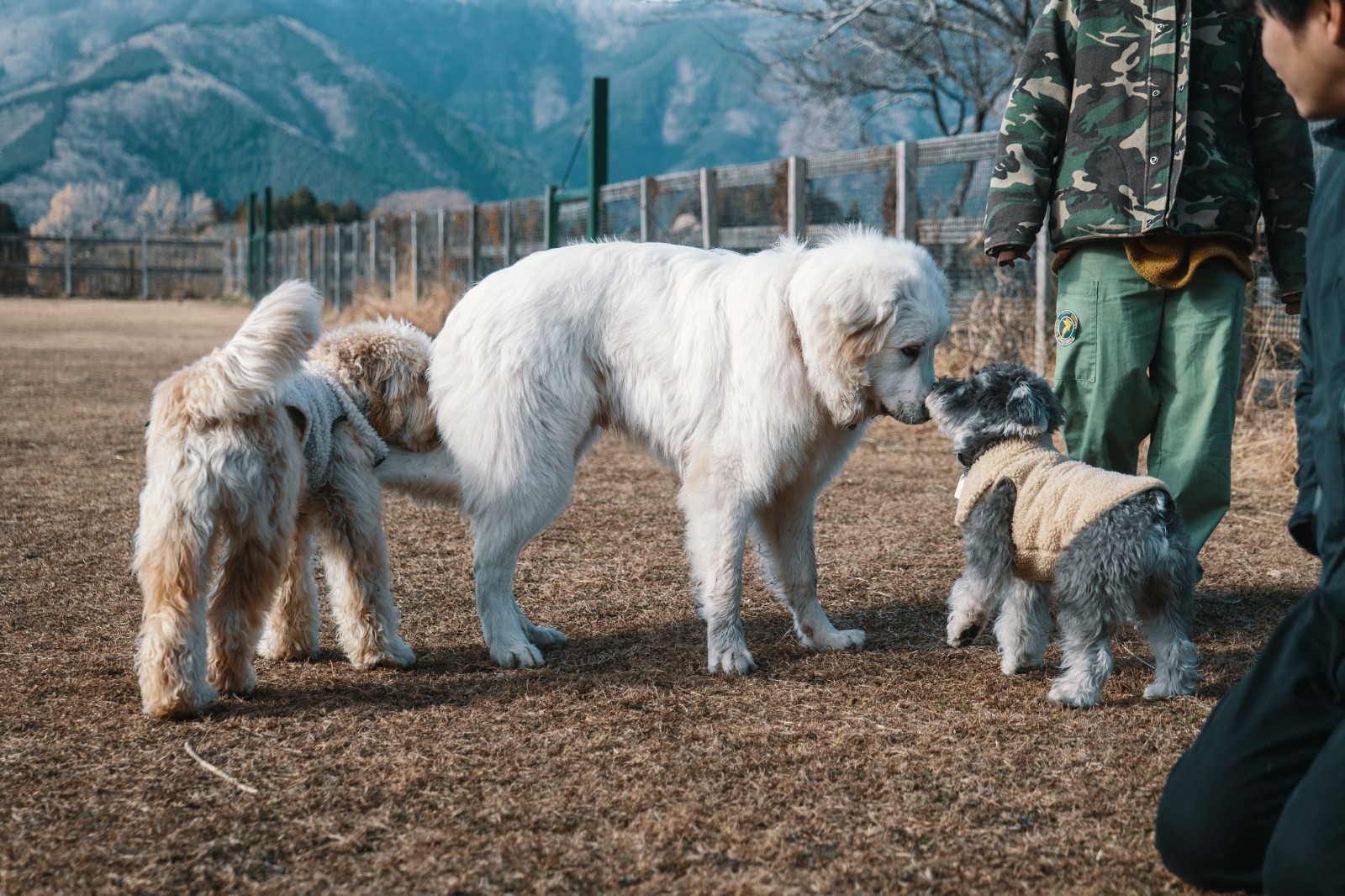 Jes And Blues 白いでかい犬 まだ8ヶ月の赤ちゃんという衝撃 T Co Dromrf6edc Twitter