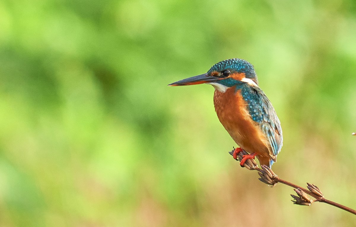 Full video link youtu.be/FH_5wfgvaQo
Small blue kingfisher
#birdwatching #birds #BirdsSeenIn2021 #owls #owl #birdphotography #TwitterNatureCommunity #a6400 #SonyAlpha #Sony200600 #α6400 #NaturePhotography #nature #wildlifephotography #wildlife