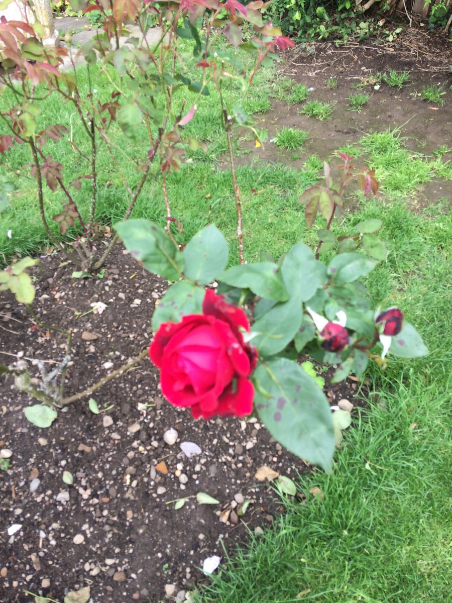 Sheena Reeve tweet media