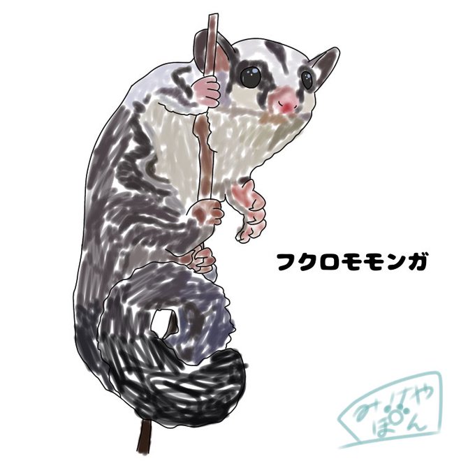フクロモモンガのtwitterイラスト検索結果 古い順