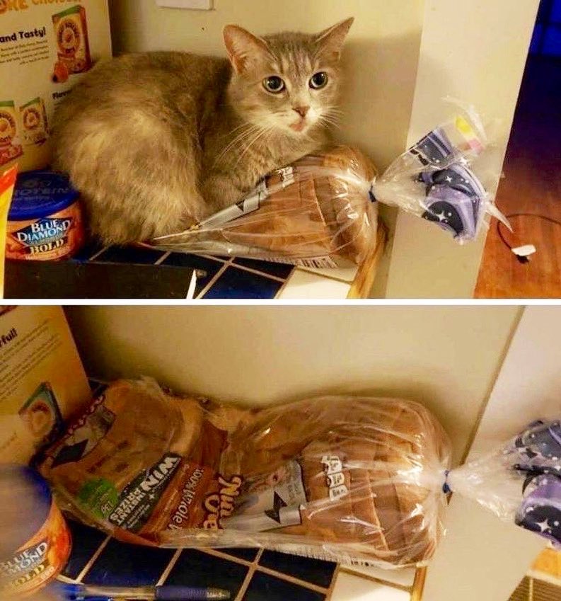 Breaded Cats tweet media