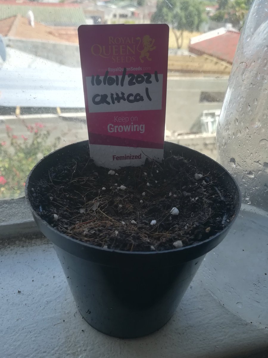 CannabrozS's tweet photo. Just put my critical in the soil from @royalqueenseeds #canabiscommunity #canabisculture #weededibles #smokeweedeveryday #mandarinxcookie #dab #weedsa #saweed #growwithme #weedsociety #weedstagram420 #CapeTown https://t.co/nSLDwl1wku