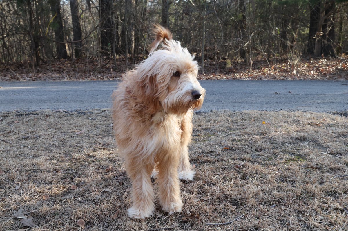Just a few pictures of the pack🐕📷