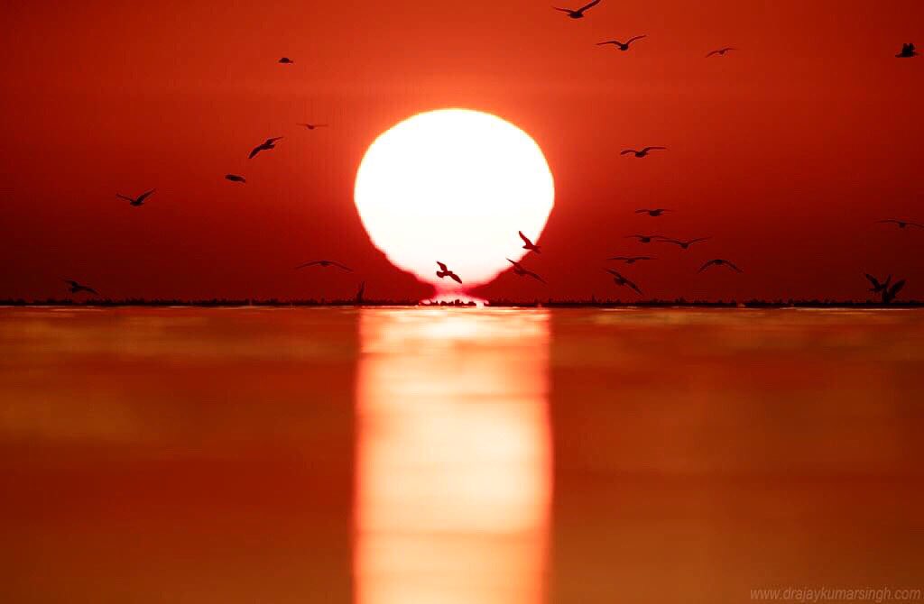 Draksphotos's tweet photo. Black-headed gulls, Bahrain
#Black-headedGull #Gull #Silhouette #wildlife #bahrain #DramaticSunrise https://t.co/YOibE8vsYA
