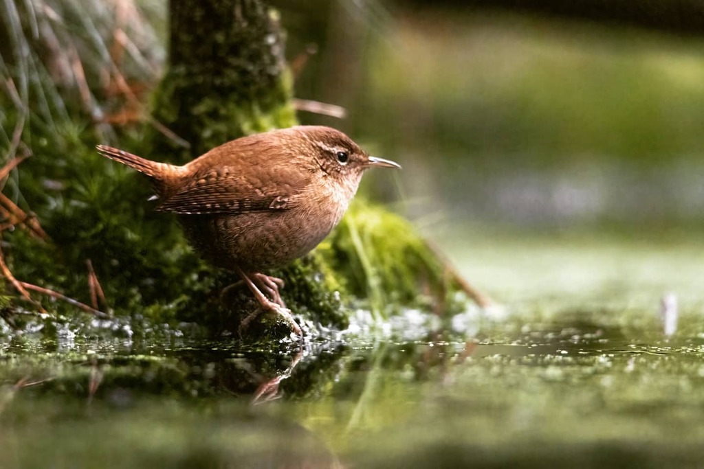 kevindc61's tweet photo. Wren
_____________________________________

#birdphotography 
#birding 
#birdwatching 
#bestbirdshots 
#your_best_birds 
#allmightybirds 
#birdstagram 
#birdlovers 
#nuts_about_birds 
#feather_perfection 
#bird_watchers_daily 
#birds 
#kings_birds 
#eye_spy_birds 
#birdfreak… https://t.co/aOvQTvW4EW