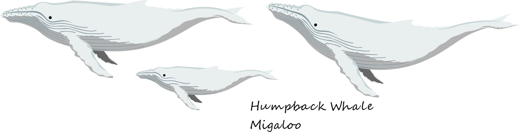 海の仲間たち 白いザトウクジラと クリオネです 神秘的ですね ミガルー ザトウクジラ クリオネ イラスト 海の生き物 神秘的 海の仲間たち 白いザトウクジラと クリオネです 神秘的ですね ミガルー ザトウクジラ クリオネ イラスト 海の生き物 神秘的