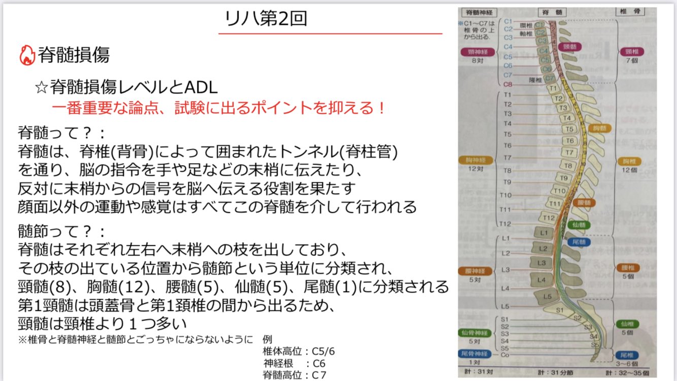 はやし 体と本 午前中は町田先生のオンラインセミナーで勉強させていただきました 夜は全員合格プロジェクト クラスメイトに対し私がしゃべります リハで脊髄損傷 髄節レベルとadlを繋げられるかがキーだけど大丈夫 まずは脊髄 髄節ってとこから