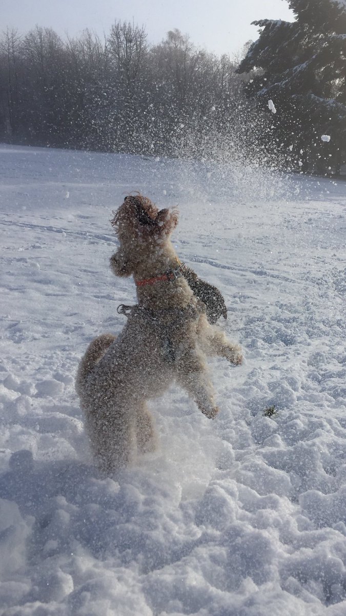 Snowmazing!