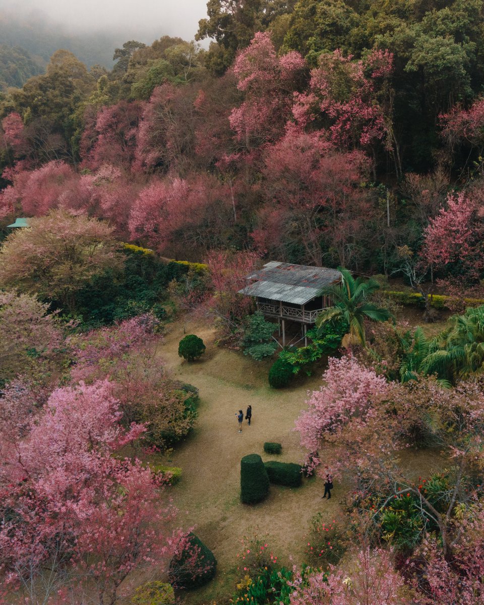 ขุนช่างเคี่ยนสีชมพู 🌸🥰