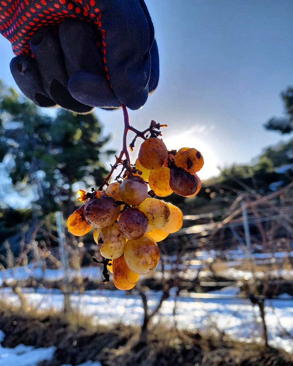 CellerFrisach's tweet photo. -I si li diem raïm de Gel?? Peus gelats, cors calents! Pruning Day! No stop!! All the day! Cold day! #TerritoriAlaska #TempsiPells #TerritoriVernatxa #TerraAlta #ParadisNatural #orgullpagès👨🏻🌾👩🏻🌾 #OrganicFarming #nevada2021❄️☃️☃️ https://t.co/Jmd4BbYEQw