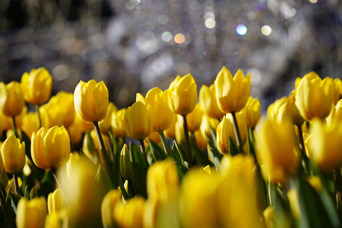 冬のチューリップ