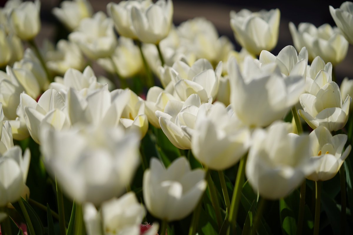 冬のチューリップ