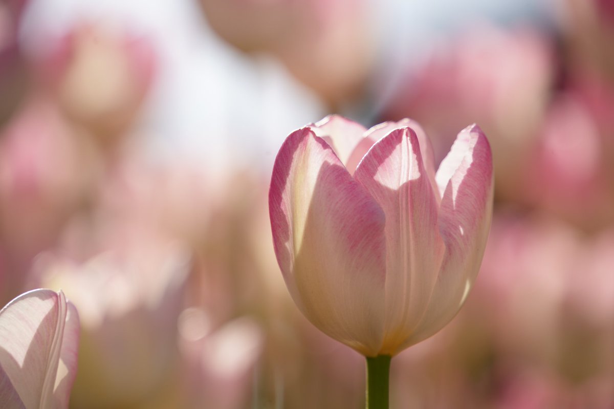 冬のチューリップ