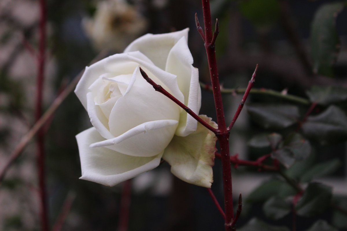 makiko_mds's tweet photo. Always happy this moment when I see #rose with #cornus #cornusalba #winterinterest 
#flowerphotography #gardendesign #gardendesigner #gardening #gardenphotography #englishgarden #mygarden 
#豊かな暮らし #花のある暮らし #ガーデンデザイン https://t.co/50d7VUuPdA