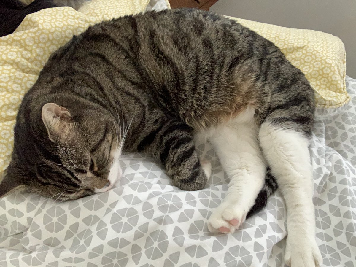 carlahhoppe's tweet photo. MOOD. #caturday #dontmakemegetup #CatsOfTwitter #isitmorningalready https://t.co/sDEYjby1XL