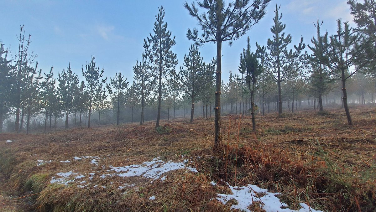 Desbroce de penetración, poda a 2 metros y trituración de restos en monte vecinal en mano común en gestión pública. Gestión forestal.