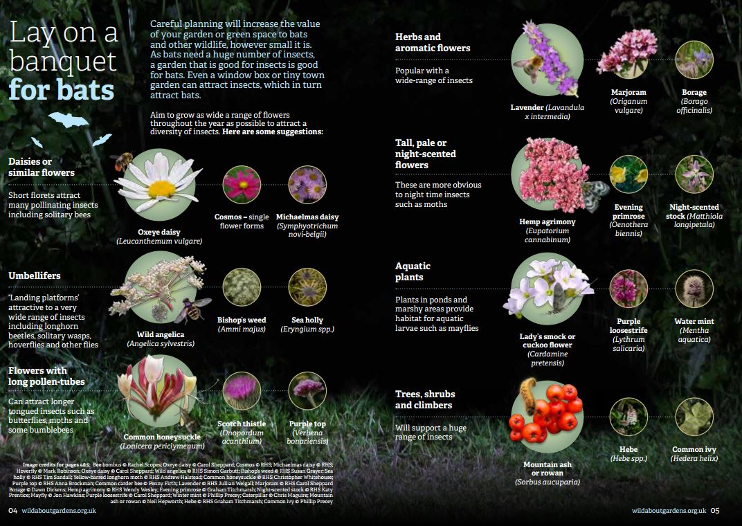 Bat Conservation Trust tweet media