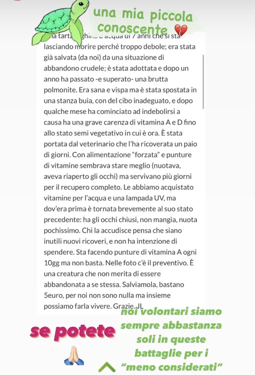 YoungSignorino's tweet photo. 🆘 LEGGETE se potete donate o condividete. Grazie 💚🐢 link qui sotto.

https://t.co/OnAnQhMO04

#youngsignorino #animal https://t.co/JV5aTiXutZ