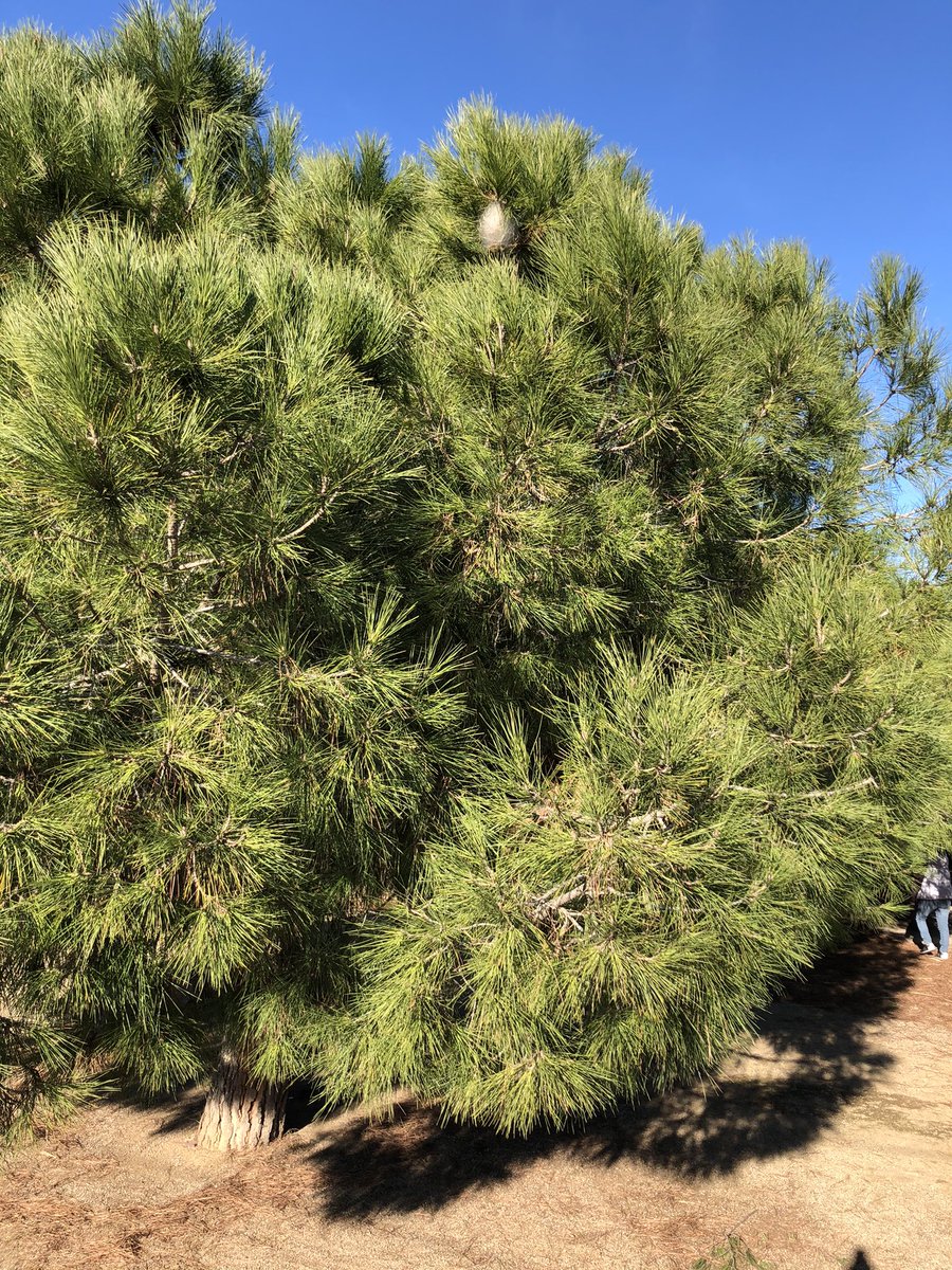 RPSalinas's tweet photo. @Montgat bon día, tenim processionària al parc del vaixell😖al costat de la tirolina https://t.co/27MxljrA8v