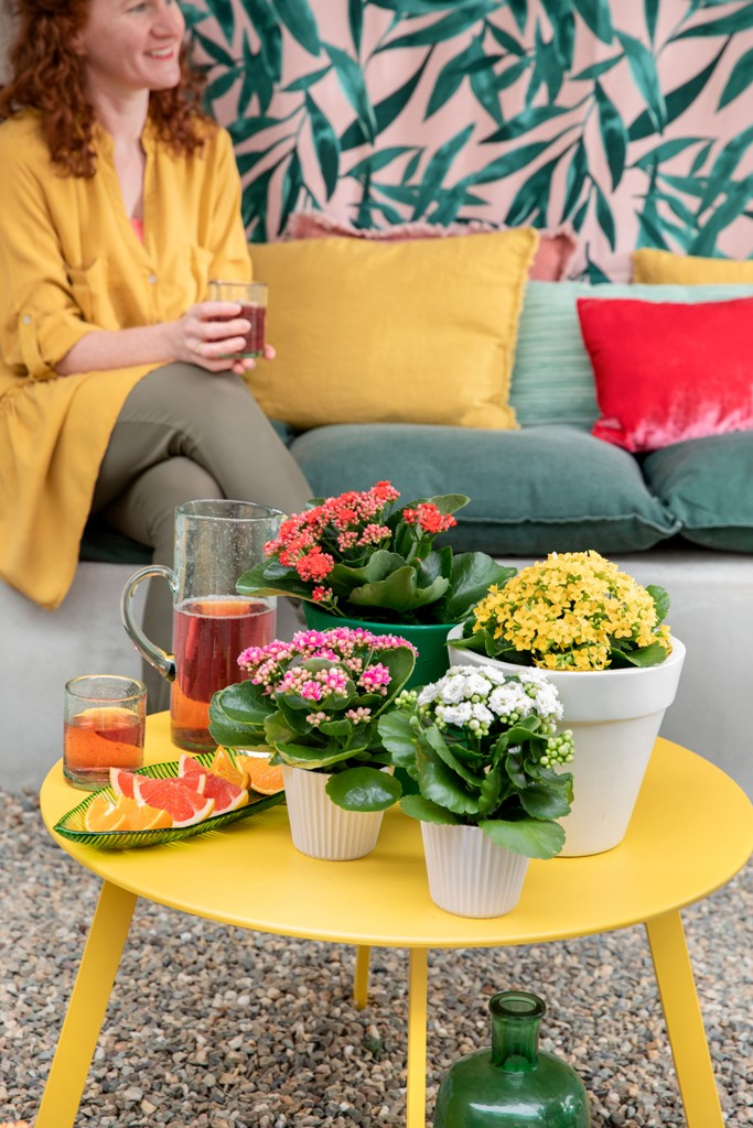 Kalanchoenl's tweet photo. Wat zijn jouw plannen voor deze zaterdag? 🌺
#AlwaysKalanchoe #Kalanchoe #woestijnroos #AltijdKleurrijk #altijdMakkelijk #alwayscolourful #easycare #AltijdGezellig #vetplant #vetplantmetbloemen #potbloeier https://t.co/VQz7HVV4hE