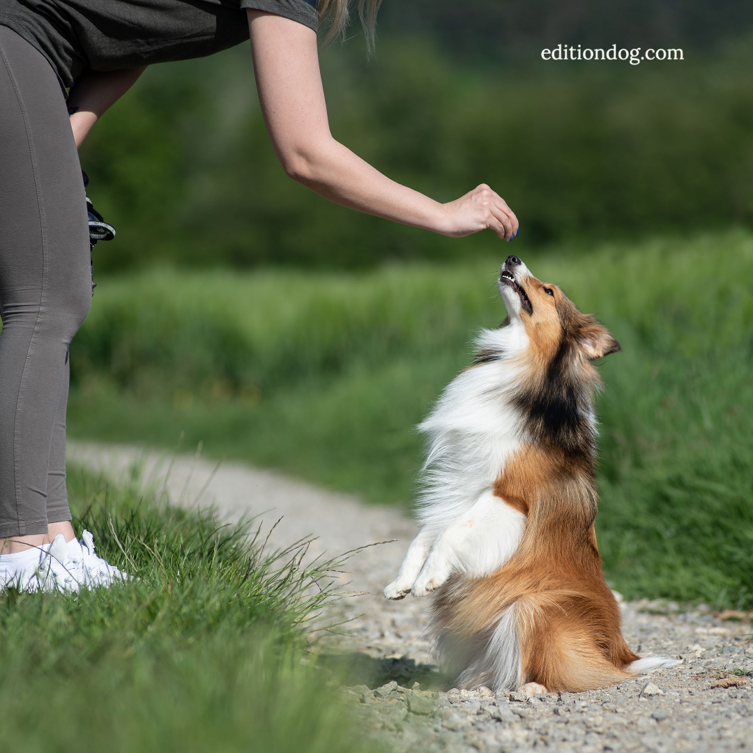 " If you think dogs can't count - try putting three treats in your pocket and give him only two of them! "

editiondog.com
