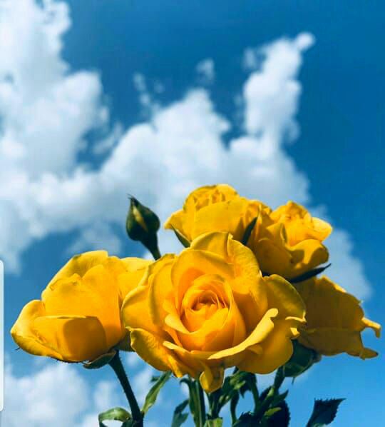 ‌
*• نحن نتغير بعد ضربات الحياة الموجعة ، نصبح أقل كلاماً و أقل شعوراً وأكثر حكمة و تعقّلاً بالتعامل مع الحياة و الآخرين ؛ أقل تواجدا و حديثا🖤*