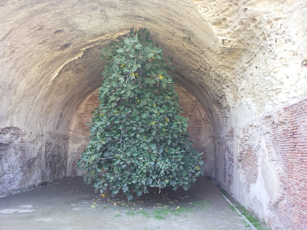 cristinamucciol's tweet image. A Bacoli (Na) un fico è cresciuto, lussureggiante, al contrario. Portato dal vento, il suo seme ha ingravidato la  crepa di una  volta in pietra. Con ingegno naturale ha invertito la direzione di crescita sciogliendo a testa in giù le  chiome. Le ferite siano spazio di rinascita.