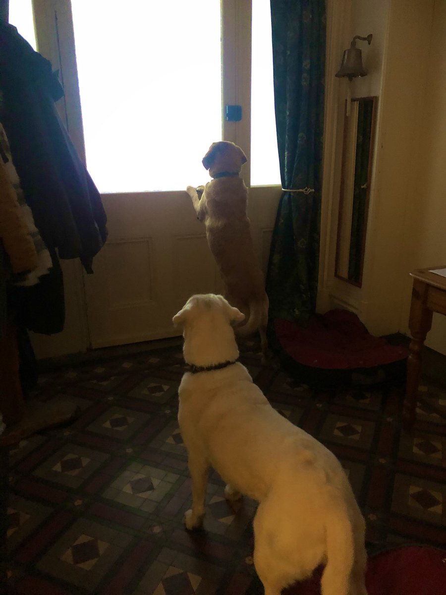 “OMG Boss have you seen all this white stuff? We are soooo not going out in that” ❄️ 🦮 🐾 #guidedog #guidedogsfortheblind #snowday