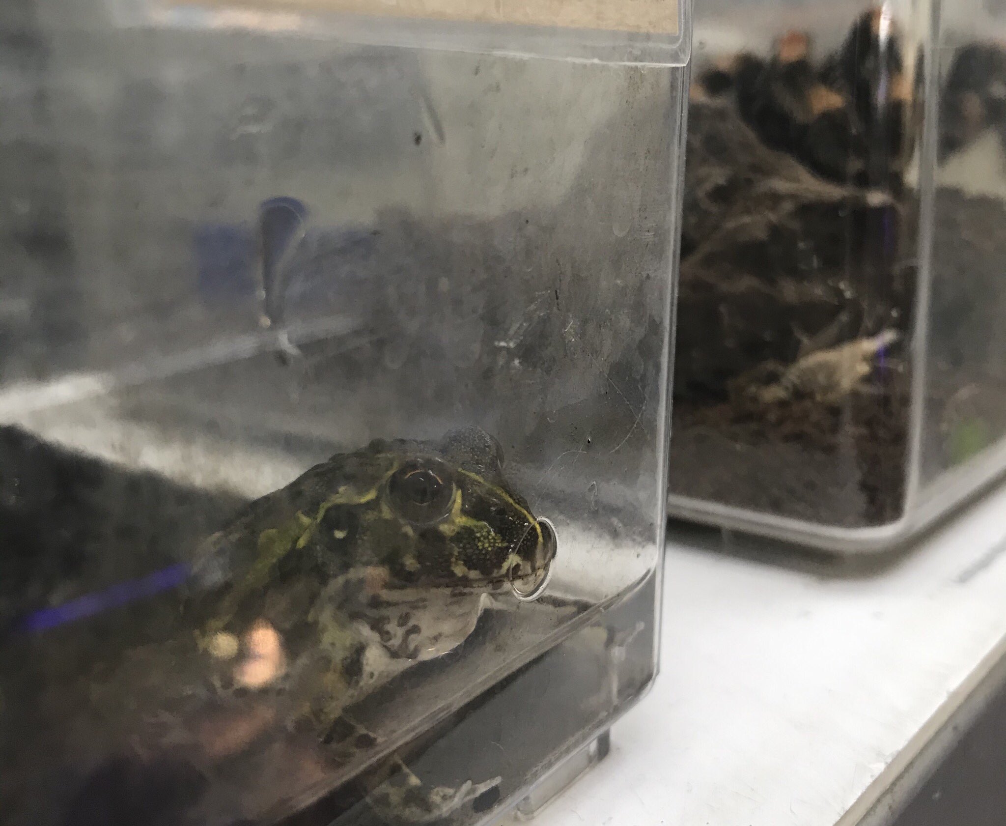 Gecko ホーマック苫小牧弥生店 順番に餌やり中 ふと見たら すっごい待ってる 口付けて餌待ってるw さすがアフウシ たくさん食べて大きくなぁれ 営業時間 10時 19時 苫小牧市 爬虫類 ゲッコー アフリカウシガエル 両生類 カエル T Co