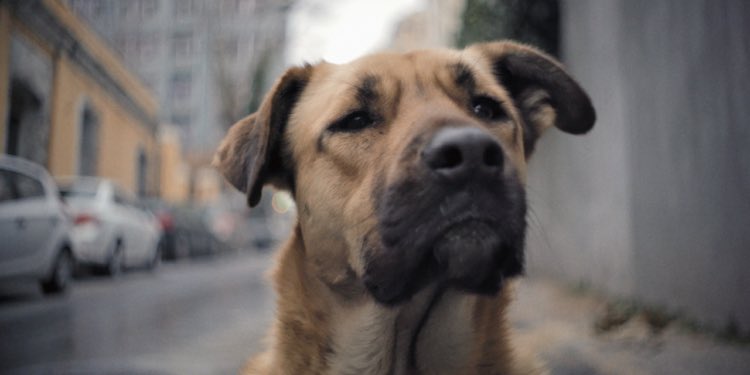 filmhafizasi's tweet photo. İstanbul sokaklarında yaşayan üç köpeğin hikâyesini anlatan Stray filminin ilk fragmanı geçtiğimiz günlerde yayımlandı.

📰 Haberin detayları https://t.co/z7q2UVRYcs

#stray #keşfetmeninkeyfi #elizabethlo https://t.co/366tr2lobu