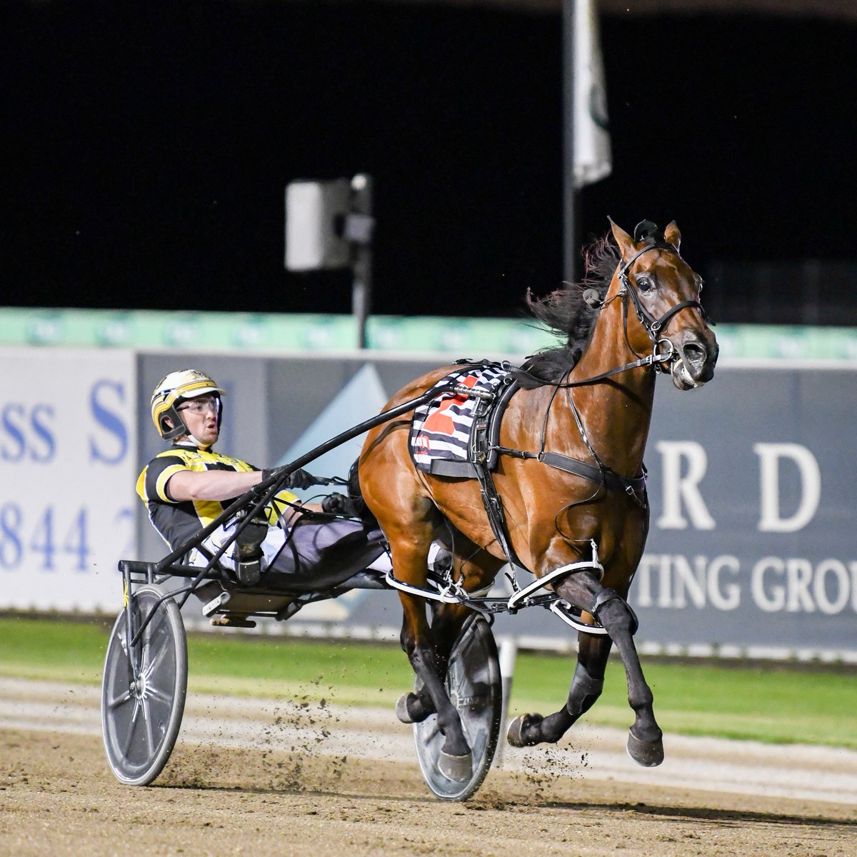 𝗦𝗨𝗦𝗣𝗘𝗡𝗗 𝗙𝗟𝗘𝗫𝗫 𝗣𝗔𝗖𝗘

🐴HIDDEN COURAGE
𝗧𝗥𝗔𝗜𝗡𝗘𝗥: Jason Grimson
𝗗𝗥𝗜𝗩𝗘𝗥: Jason Grimson
📹www-harness-org-au.akamaized.net/nsw/PCM1601210…