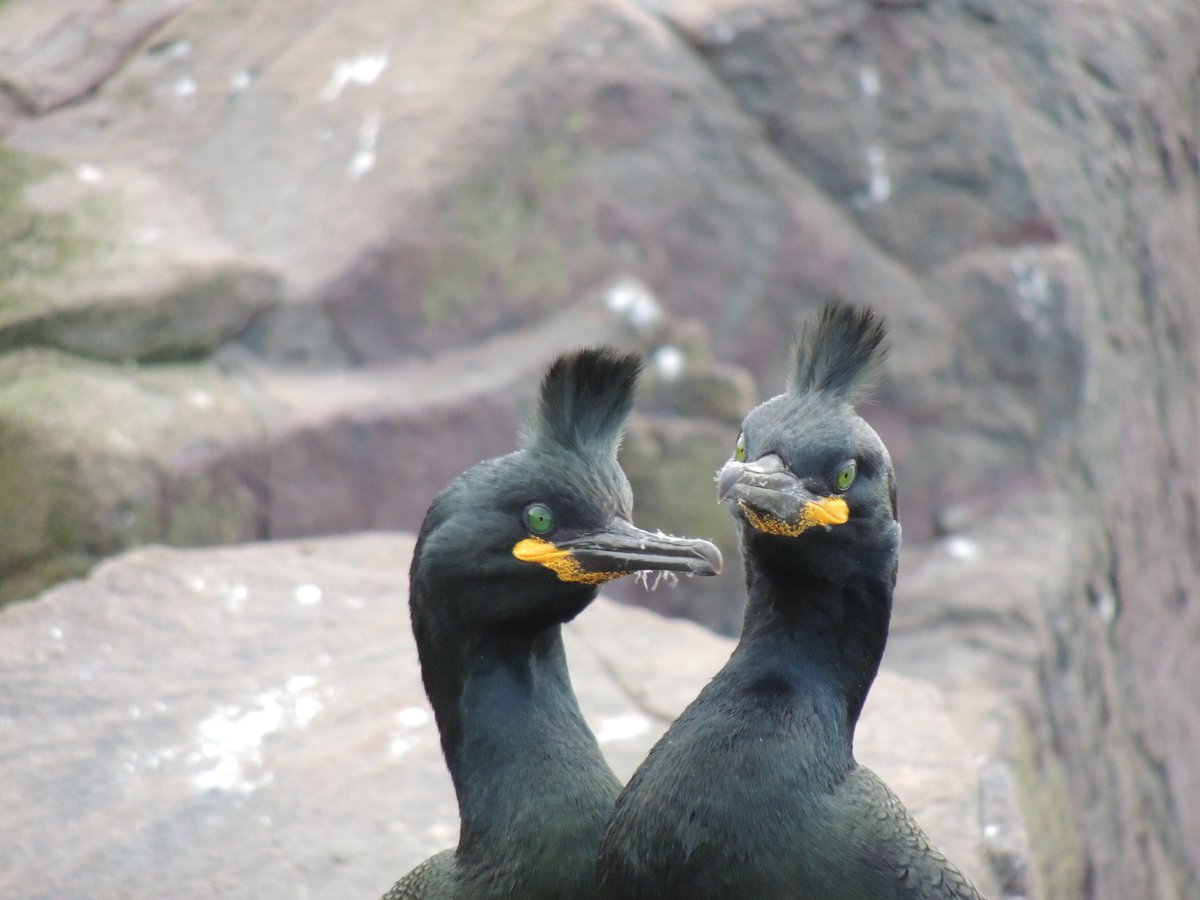 Shags have been recorded diving in excess of 60m in the North Sea off the Farne Islands. Learn more about these stunning seabirds on todays blog: isleofmaynnr.wordpress.com