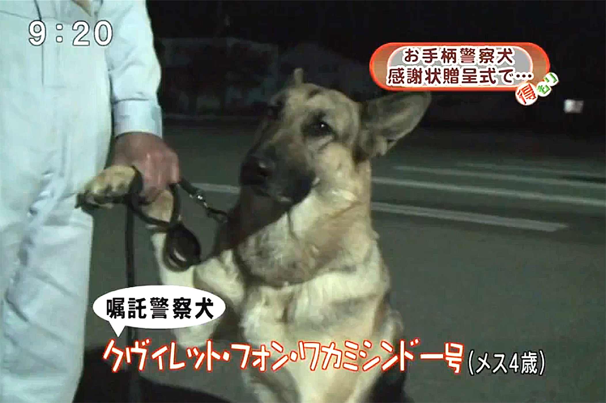 錆兎 緊張した警察犬可愛すぎて草 T Co Hahbjcxgbr Twitter