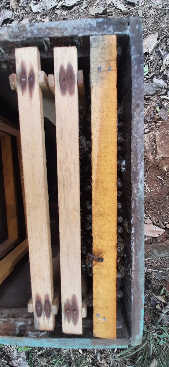 josethanni's tweet photo. Raising a whole new colony of #cerana #bees from a single frame of bees without queen is the ultimate #beekeeping challenge.
Today is day#01
@BeesCount
@worldbeeproject
@honeybeekeeping
@Scotbeekeepers
@beekeepingkids https://t.co/chFbaGW4x5
