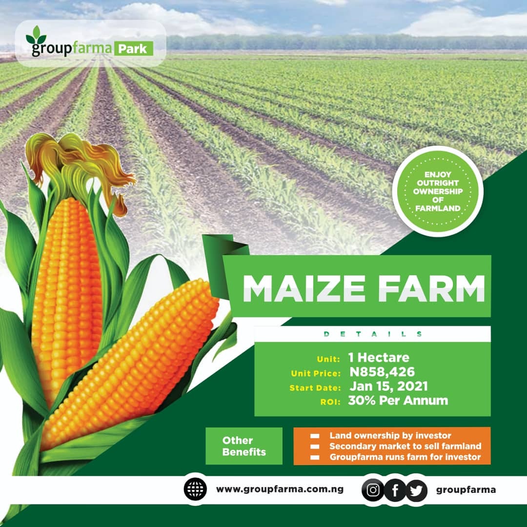 groupfarma's tweet photo. You don't have to get your hands dirty. With Groupfarma Park, you get to own a farmland while we manage the farm for you. 

Earn returns annually as your farm land continues to appreciate in value.

Visit https://t.co/9GqnTOEvgS to start now! https://t.co/MOHG0vg5JQ