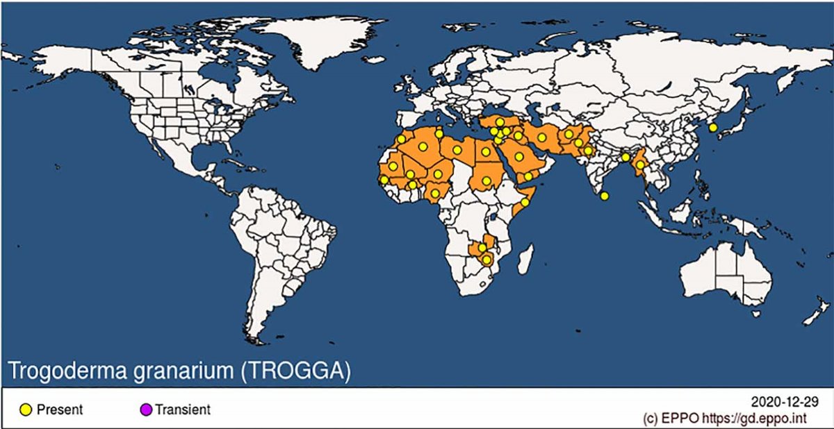 AgroBank_CABK's tweet photo. España declarado país con ausencia de #Trogoderma granarium. Un muestreo del IRTA con más de 4.000 individuos señala su ausencia en nuestro país.
👉 https://t.co/Yz3HPHFTTQ https://t.co/QQ4e9SAcC6