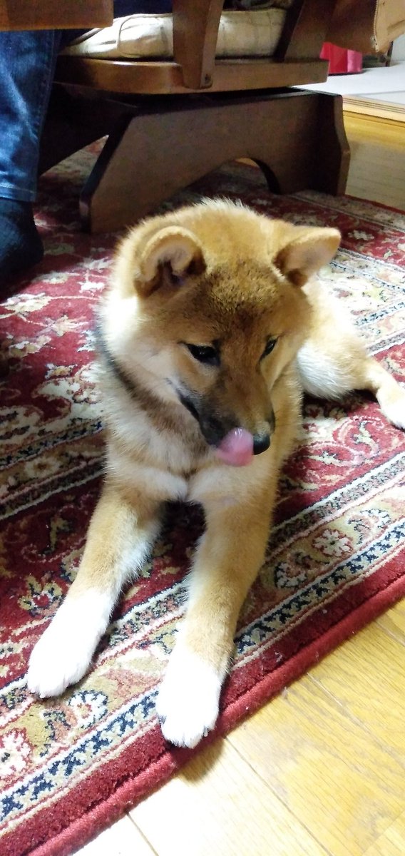 Uzivatel さちえ Na Twitteru プリケツとペロリ 柴犬 柴犬を崇めよ 犬好きさんと繋がりたい 犬のいる暮らし