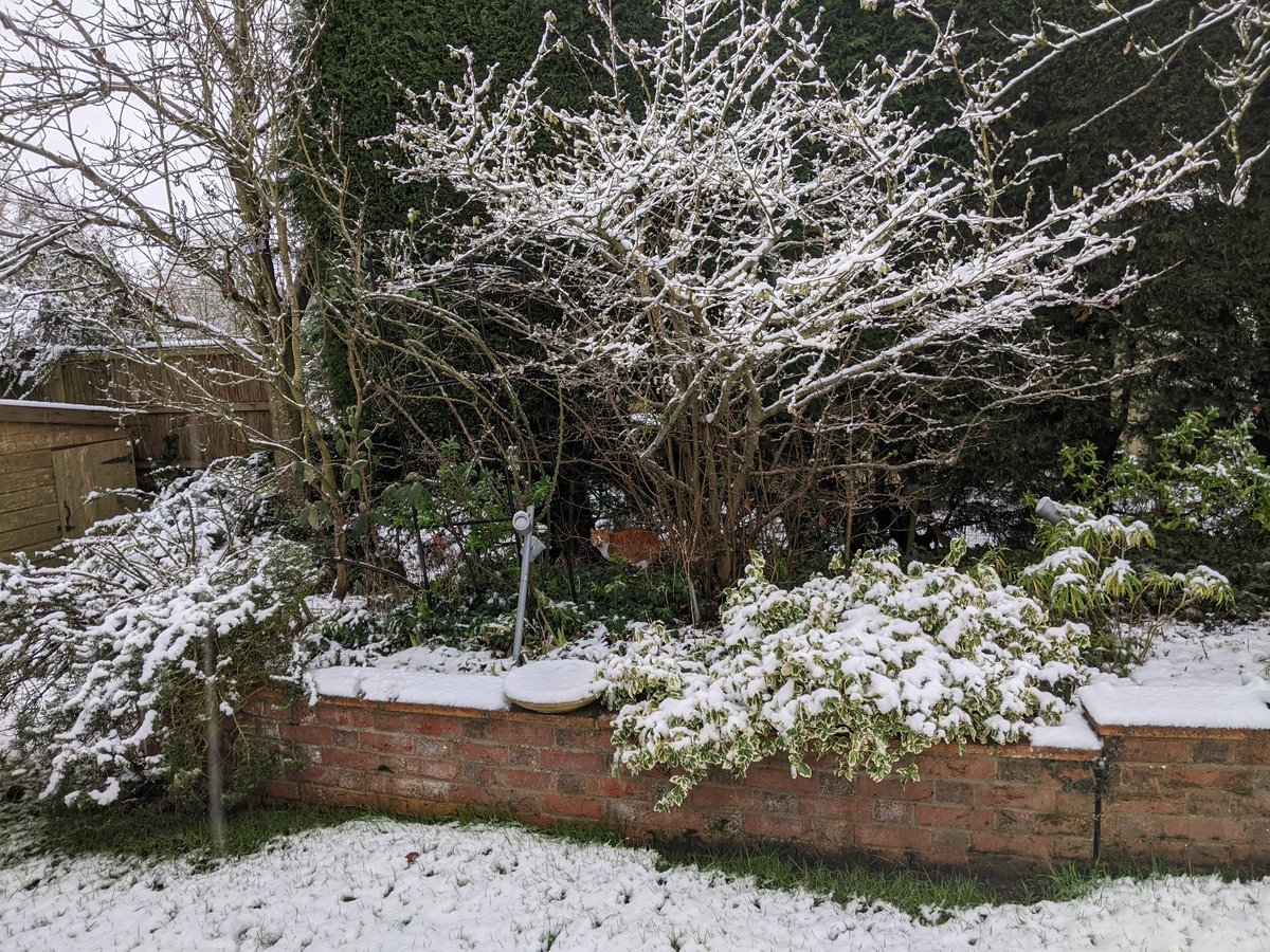 jeff_spot's tweet photo. Snow edition of #spotthejeff this morning. #Caturday Not planning on staying out for long today! https://t.co/uTCGSn2E1h