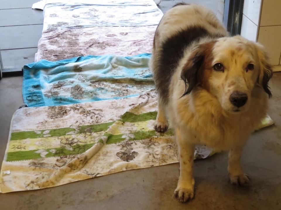 dierenthuis's tweet photo. Dekens zat voorlopig:-) Maar HANDDOEKEN te kort. Van die grote vooral, maatje l - xxxxl zeg maar. Badstoffen. En heel en schoon ook nog...😍
Als u die hebt en kwijt wilt: u helpt ons er heel erg mee! 🙏 we horen graag van u! 
#natteboel 
Team Almere. https://t.co/SRGlZRAAPa