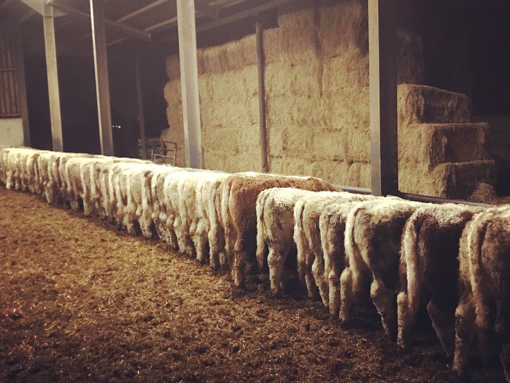 Bottoms up !!!! supper time for our 2020 weened calves. Hiding from this horrid weather #grassfed all year round with lots of barley straw in big sheds to tuck up into. #highwelfare #backbritishfarming #weeatbalanced