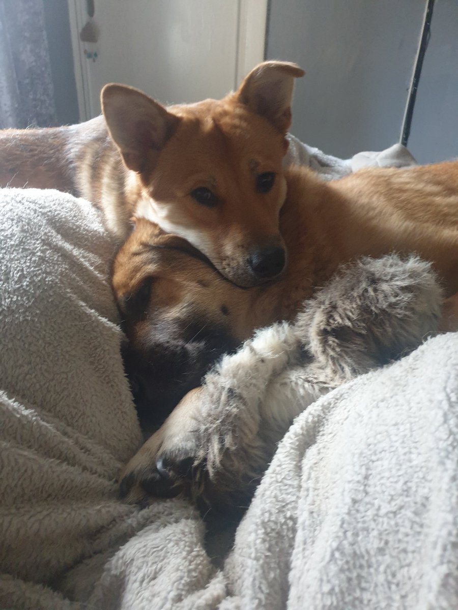 jennieg1111's tweet photo. Best pillow ever!
#SaturdayMorning https://t.co/Jk5XXLIQ6f