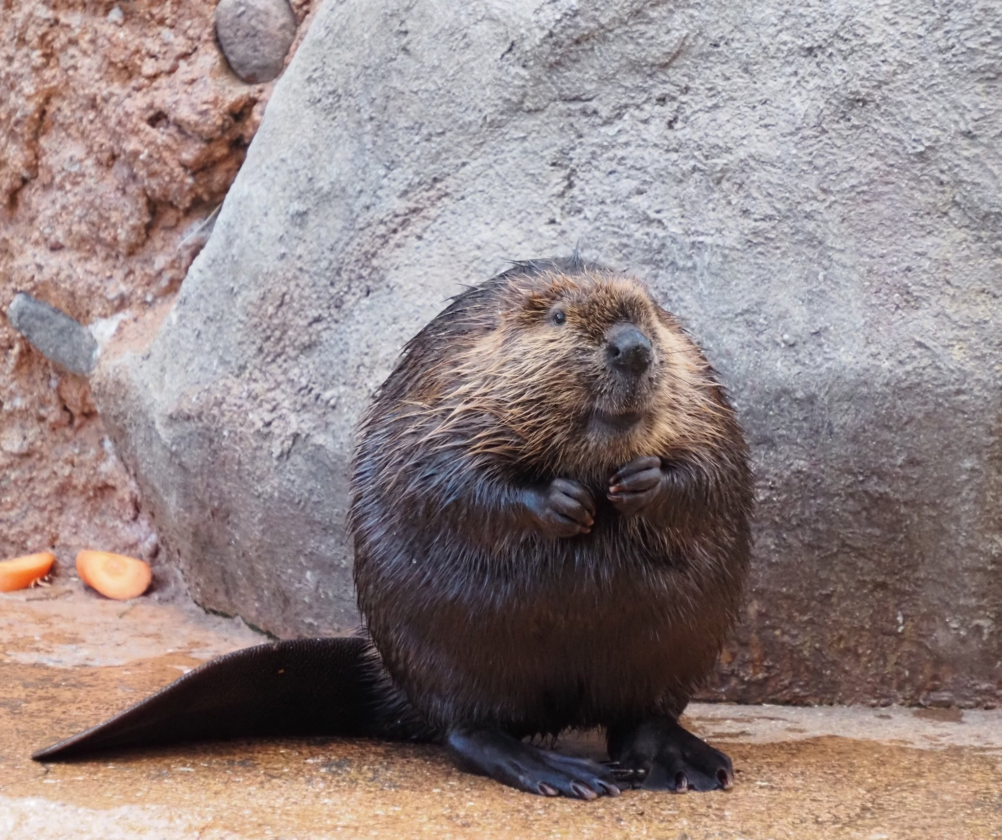 やまこじ 幸せを呼ぶ動物ビーバーさん 東山動物園 アメリカビーバー T Co Altelzsqbo Twitter やまこじ 幸せを呼ぶ動物ビーバーさん 東山動物園 アメリカビーバー T Co Altelzsqbo Twitter