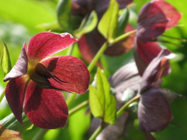 PottersFieldsPa's tweet photo. Spring news alert! Our hellebores are beginning to bud - see if you can spot any on your #weekendstroll. Winter will soon be gone and our plants are getting ready to show off their beautiful displays.
#parklife #gardenprofs #hellebores #gardenenvy #parksforlondon #spring2021 https://t.co/zrXJ3lFiwt
