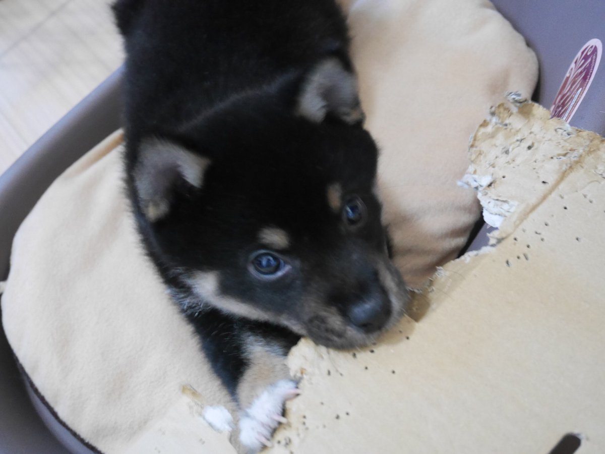 黒柴むぎ 白柴おこめ 柴犬 家着いたら ダンボールをハムハム 柴犬 黒柴 豆柴 子犬
