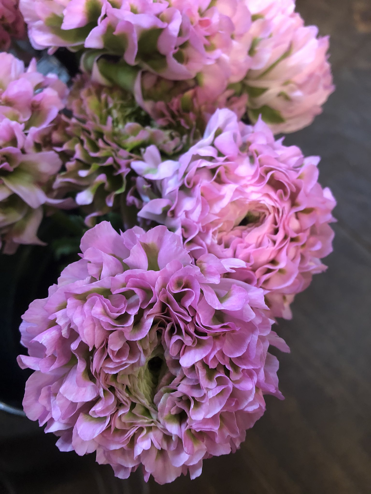 Bota Flowers Plants Sunnysan16 Twitter